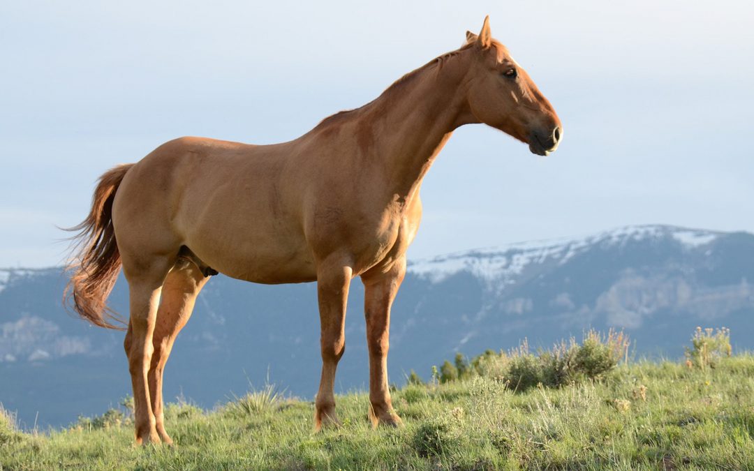 Paardenvoer